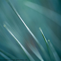 Buy canvas prints of grass abstract by Jo Beerens