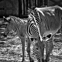 Buy canvas prints of stripes by Jo Beerens