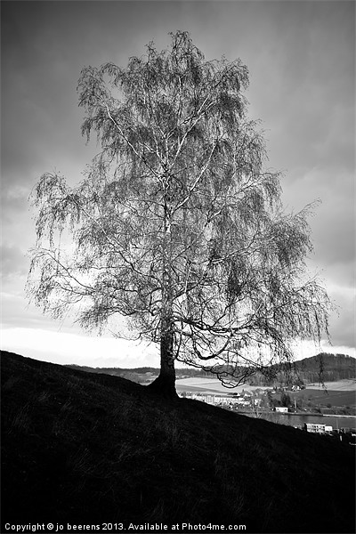 hillside birch tree Picture Board by Jo Beerens