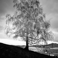 Buy canvas prints of hillside birch tree by Jo Beerens