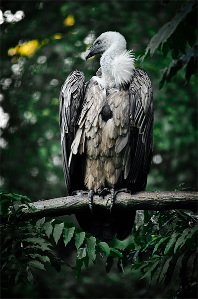 griffon vulture Picture Board by Jo Beerens