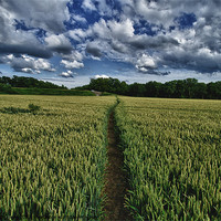Buy canvas prints of a straight path by Jo Beerens