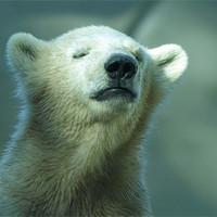 Buy canvas prints of polar bear cub by Jo Beerens