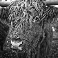 Buy canvas prints of hairy encounters of the cow kind by Jo Beerens