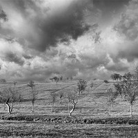 Buy canvas prints of scattered trees by Jo Beerens