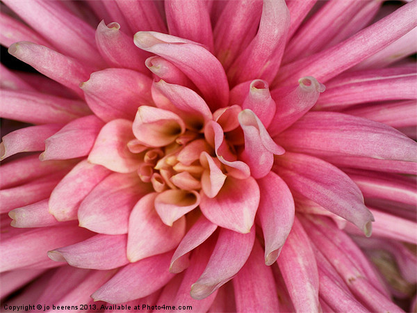 pink dahlia flower Picture Board by Jo Beerens