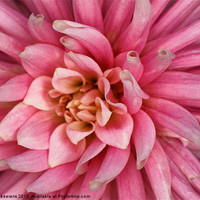 Buy canvas prints of pink dahlia flower by Jo Beerens