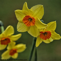 Buy canvas prints of daffodils by Jo Beerens