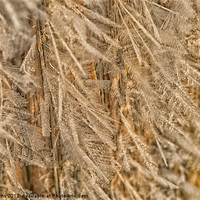 Buy canvas prints of feathery frost by Jo Beerens