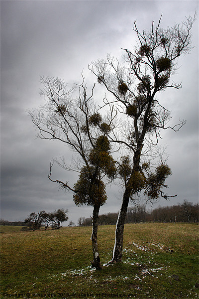 mistletoe birches Picture Board by Jo Beerens