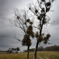 Buy canvas prints of mistletoe birches by Jo Beerens