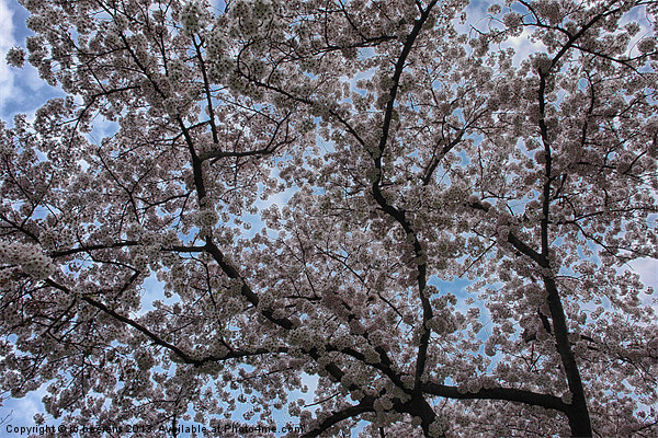 blossom Picture Board by Jo Beerens