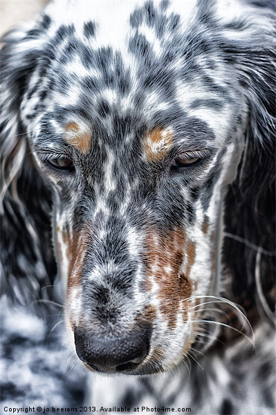 english setter Picture Board by Jo Beerens