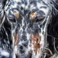 Buy canvas prints of english setter by Jo Beerens