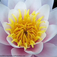 Buy canvas prints of water lily by Jo Beerens
