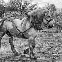 Buy canvas prints of Belgian Heavy Horse by Jo Beerens