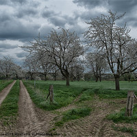 Buy canvas prints of blossoming trees by Jo Beerens
