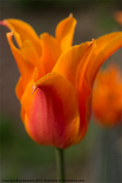 orange tulip Picture Board by Jo Beerens