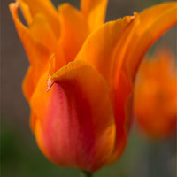 Buy canvas prints of orange tulip by Jo Beerens