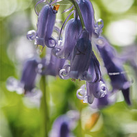 Buy canvas prints of bluebell by Jo Beerens