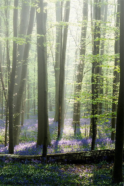 bluebell mist Picture Board by Jo Beerens