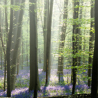 Buy canvas prints of bluebell mist by Jo Beerens