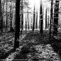 Buy canvas prints of the dark forest by Jo Beerens
