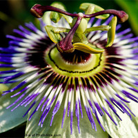 Buy canvas prints of passion flower by Jo Beerens