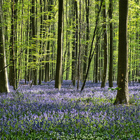 Buy canvas prints of bluebell forest by Jo Beerens