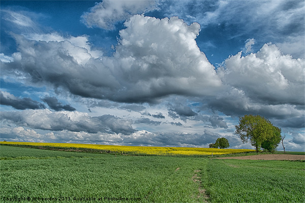 the rapeseed field Picture Board by Jo Beerens