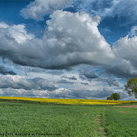 Buy canvas prints of the rapeseed field by Jo Beerens