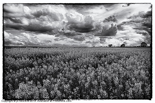 rapeseed field black and white Picture Board by Jo Beerens