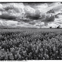 Buy canvas prints of rapeseed field black and white by Jo Beerens