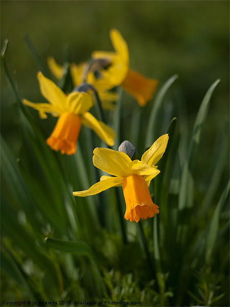 daffodil flowers Picture Board by Jo Beerens