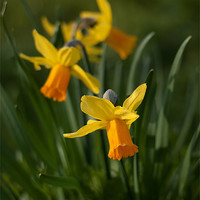 Buy canvas prints of daffodil flowers by Jo Beerens