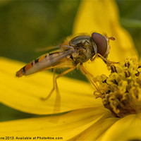 Buy canvas prints of hover fly by Jo Beerens