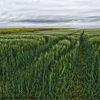 Buy canvas prints of grain field tracks by Jo Beerens