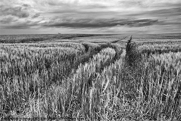 grain field tracks Picture Board by Jo Beerens