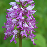 Buy canvas prints of wild orchid by Jo Beerens