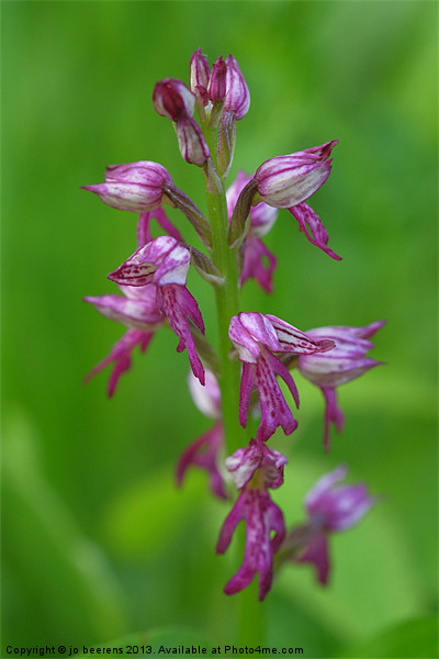 wild orchid macro Picture Board by Jo Beerens