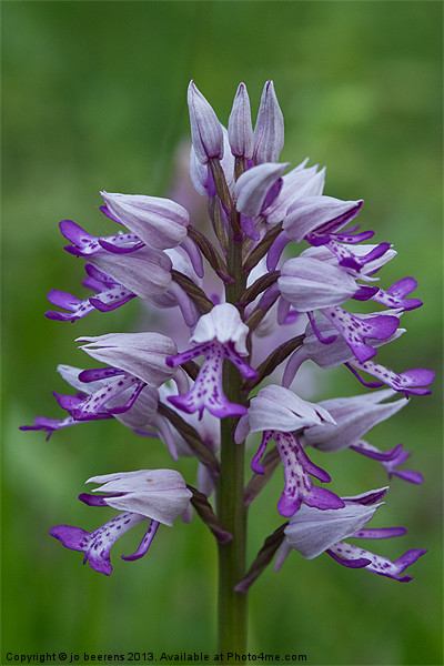 Military orchid Picture Board by Jo Beerens