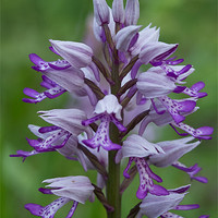Buy canvas prints of Military orchid by Jo Beerens