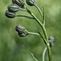 Buy canvas prints of buds by Jo Beerens