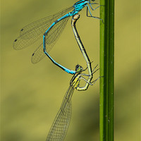 Buy canvas prints of damsels mating by Jo Beerens