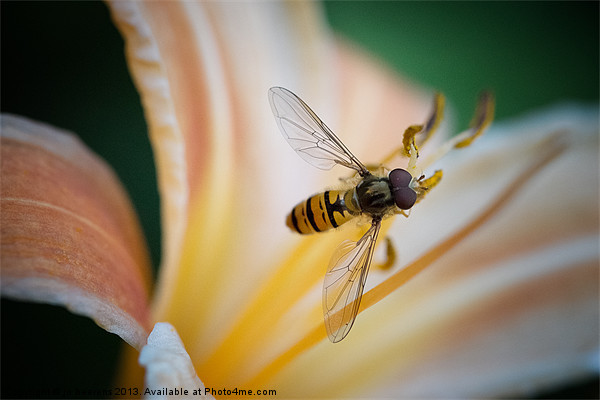 hoverfly macro Picture Board by Jo Beerens