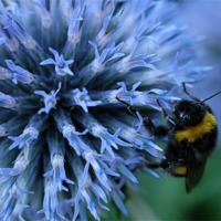 Buy canvas prints of bee on the side by Jo Beerens