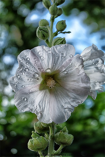 Common Hollyhock Picture Board by Jo Beerens