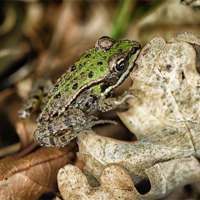 Buy canvas prints of thumb size frog by Jo Beerens