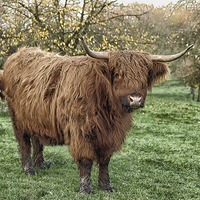 Buy canvas prints of highland cow by Jo Beerens