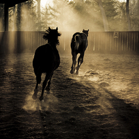 Buy canvas prints of the chase by Jo Beerens